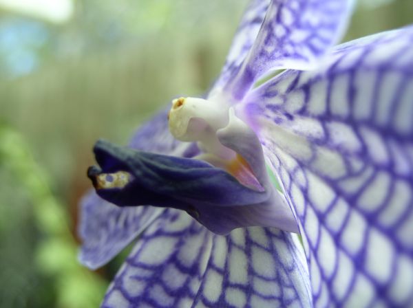 Orchidee  